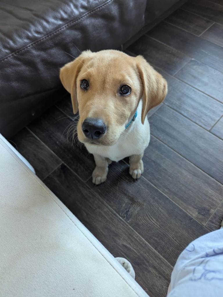 Labrador called moose