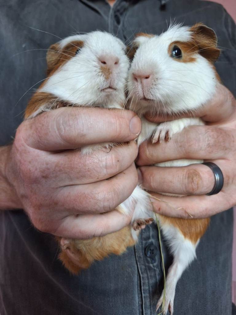 Baby guinea pigs, STUNNING!