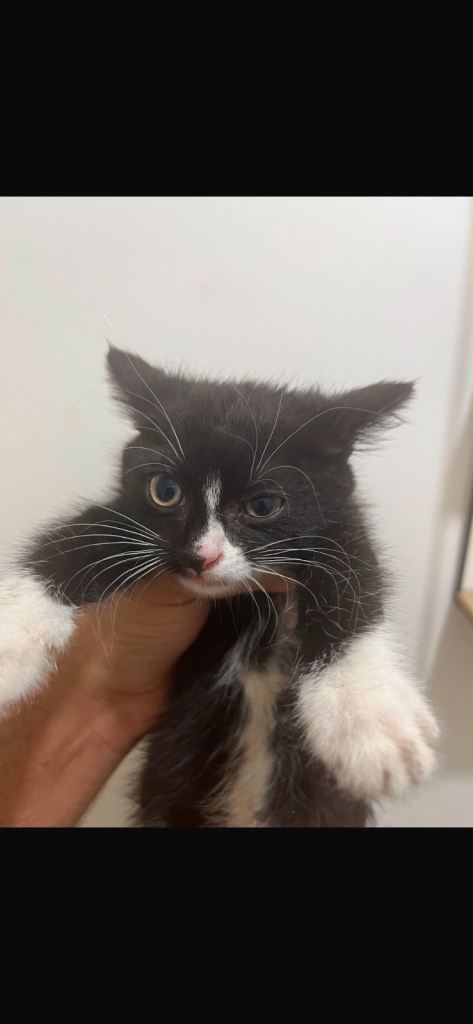Female kittens 