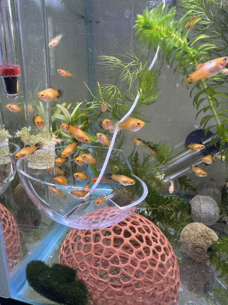 Beautiful small Platy, Guppy,shrimps &Bristlenose Pleco –from home Hobby Tank