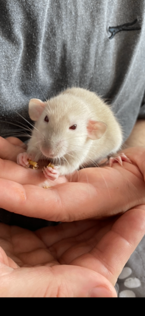 Super Tame Baby Dumbo Siamese Rats, Looking For Loving Homes