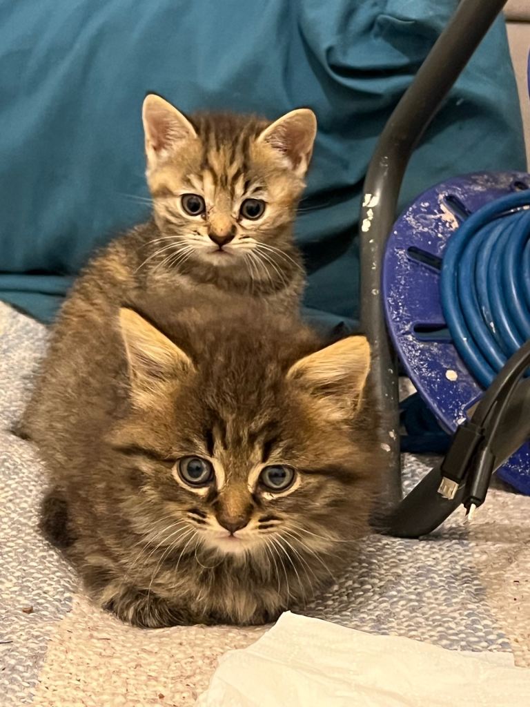 Adorable British Shorthair 3 Kittens available 