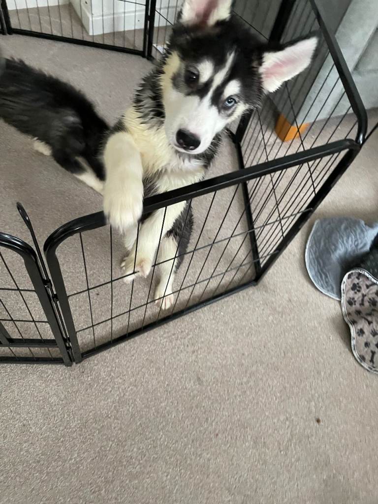 Siberian Huskie pups , new pictures.