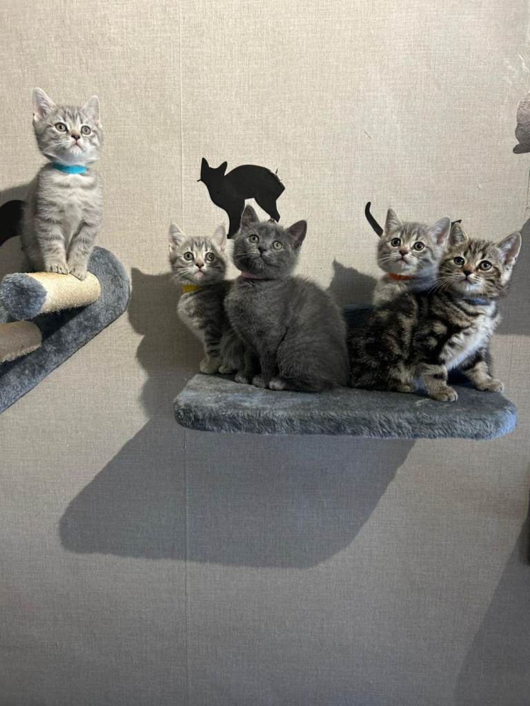 Kittens for sale