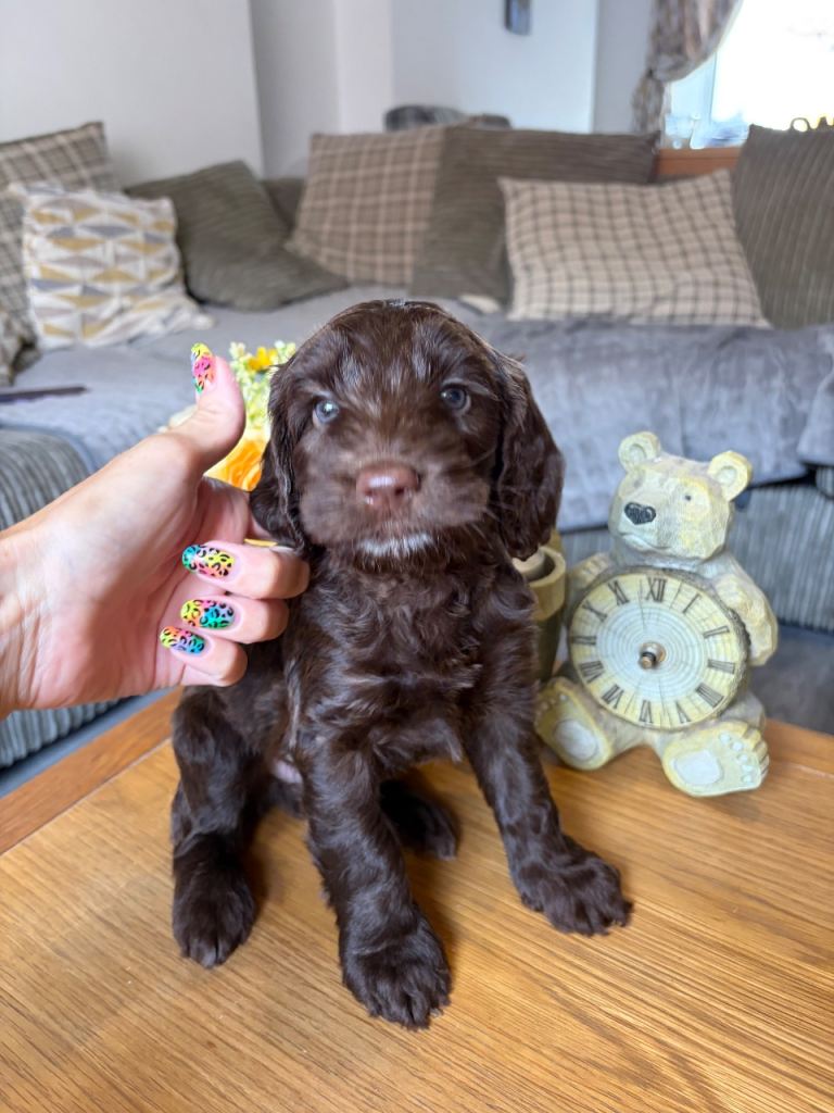 F1B cockapoo puppies 