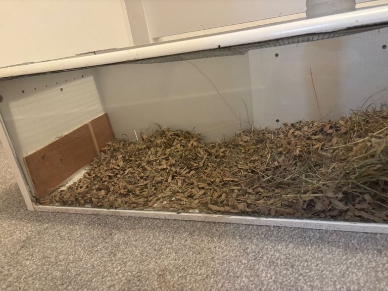 Hamster cage 