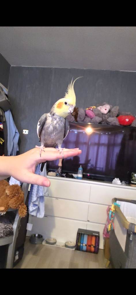 Hand Tame Male Grey Cockatiel for Sale with Cages and Accessories