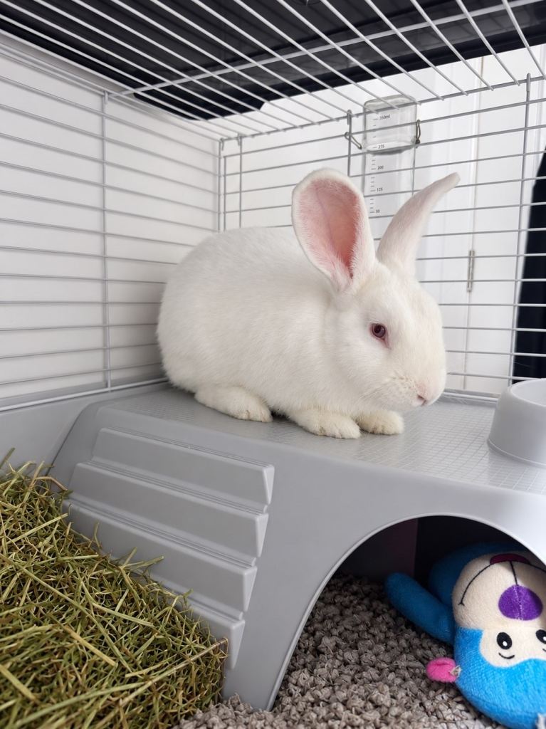 Pet Rabbit *Snowball*