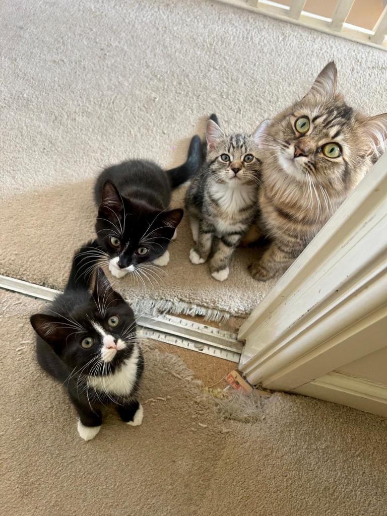 3 x Kitten for sale 