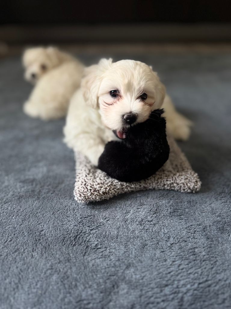 Bichon Maltese 