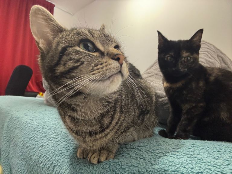 Tabby needs Rehoming (Left)