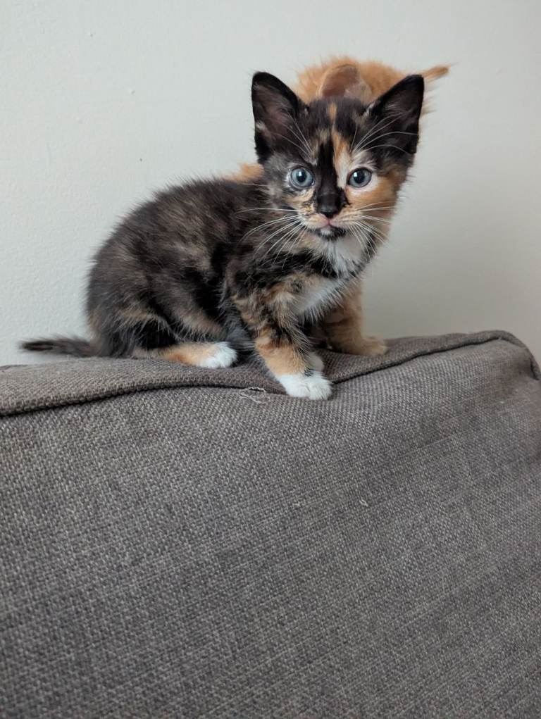 Beautiful kittens 8 weeks old  half ragdoll 