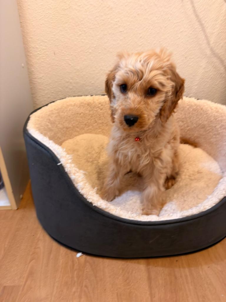Cavapoo Puppy 15 weeks old 