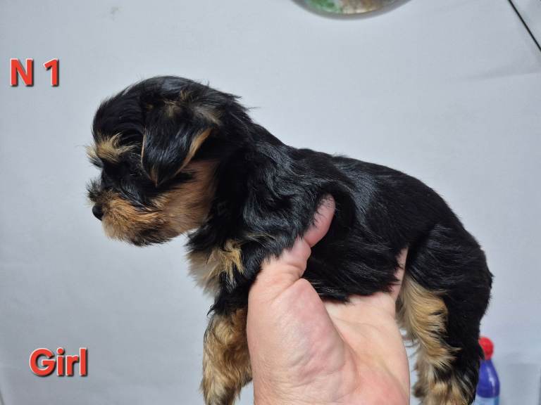 Yorkshire Biewier terrier 