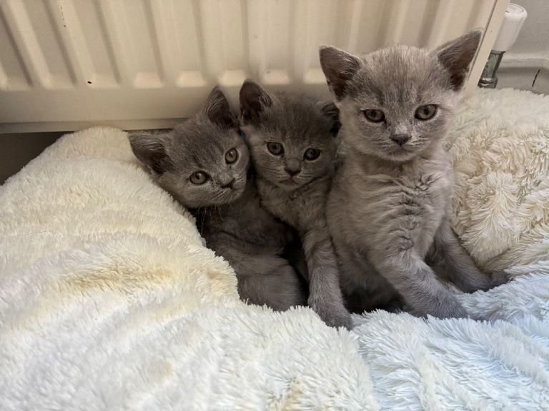   3 Lovely British Shorthair girls Kittens Looking for Caring Homes 🐾
