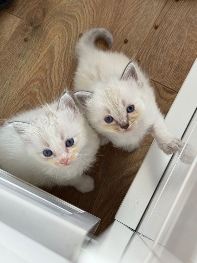 Ragdolls kittens 