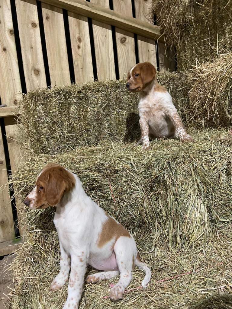 Beautiful Brittany Spaniels 