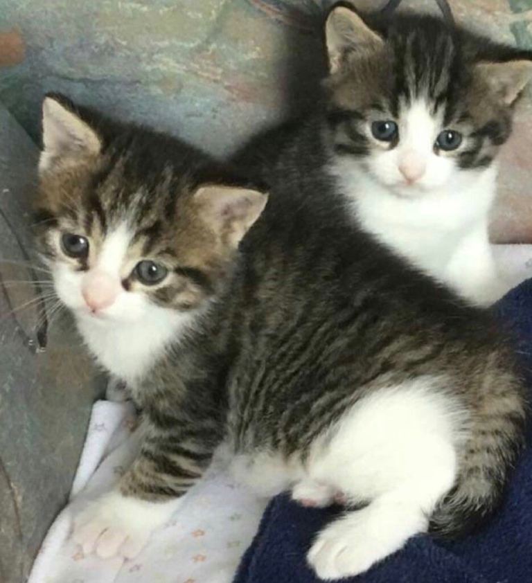 image for  Cute kittens for sale 