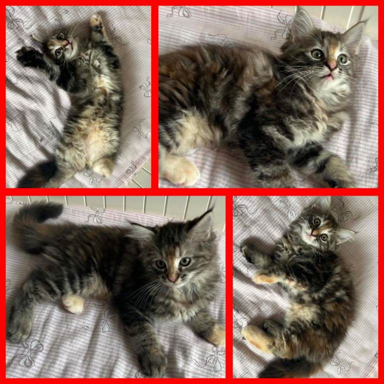 Beautiful Ragcoon kittens - Ragdoll/Maine Coon mix