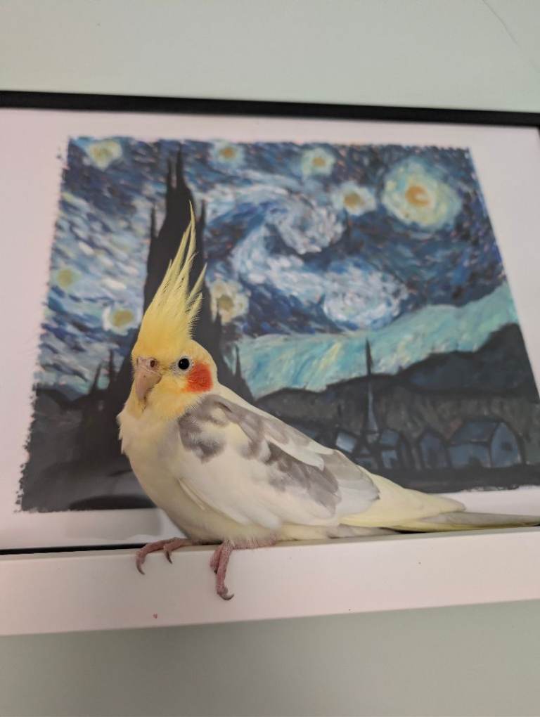 Young male cockatiel 