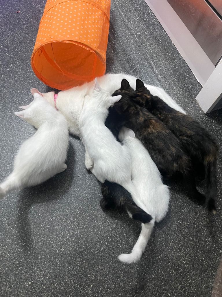 Beautiful kittens ready now
