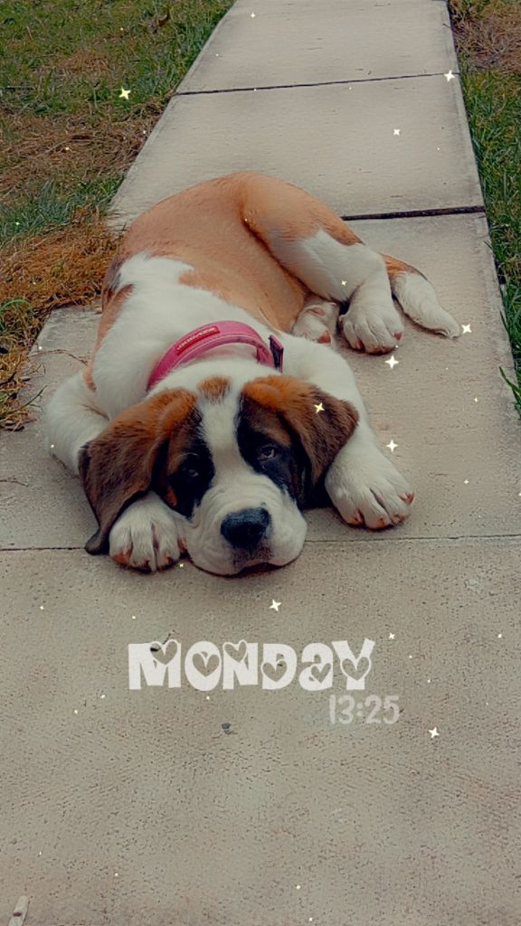 Saint Bernard puppy
