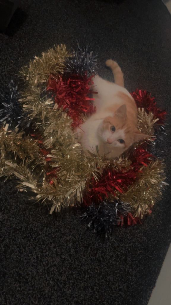 Male kitten for sale 11 months old 