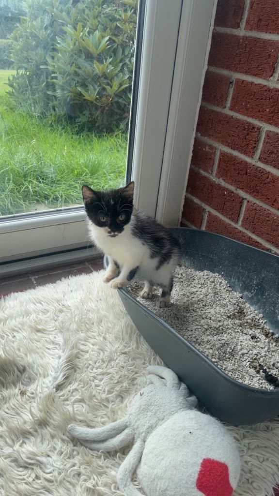 Kittens 