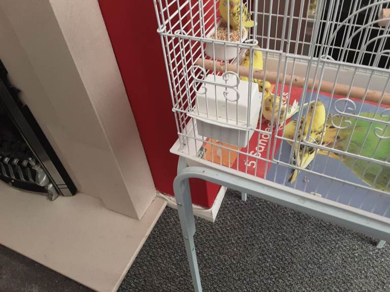 Budgies 