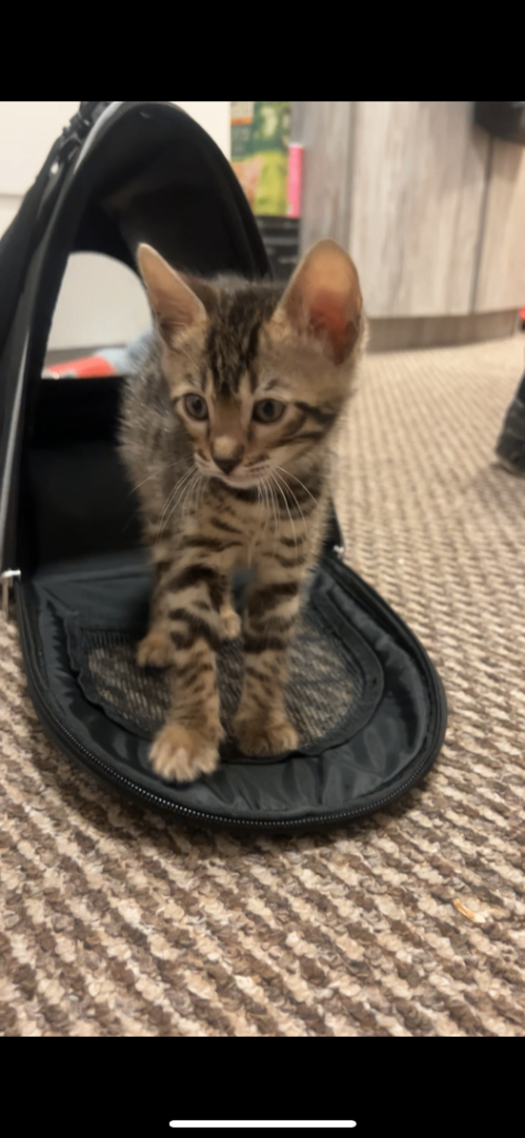 Pure Bengal kitten NEED GONE ASAP