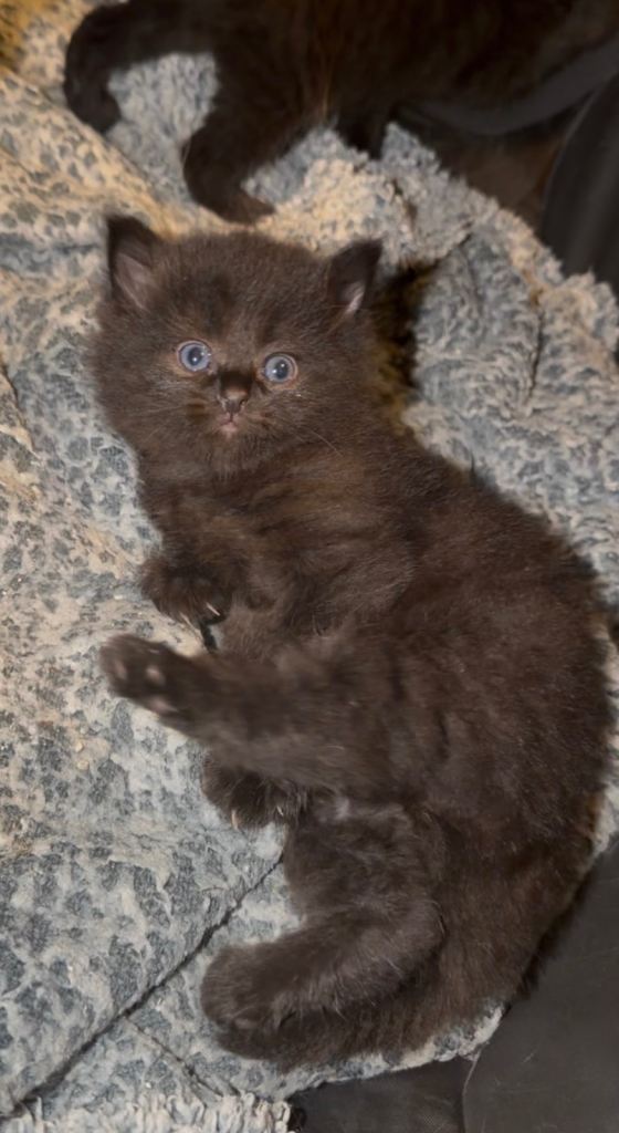 Chocolate brown Ragdoll X 