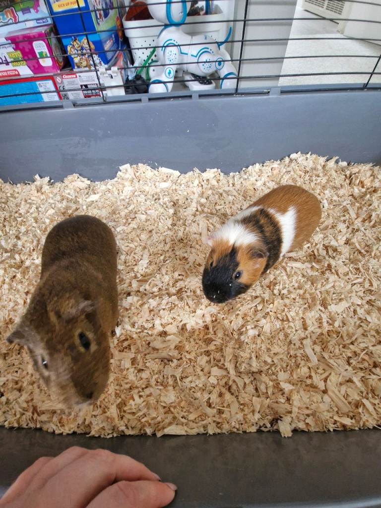 2 boy guinea pigs