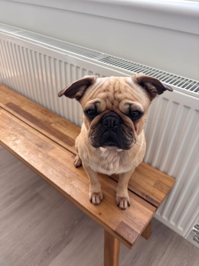 Loving French Bulldog/Pug Cross looking for New Home