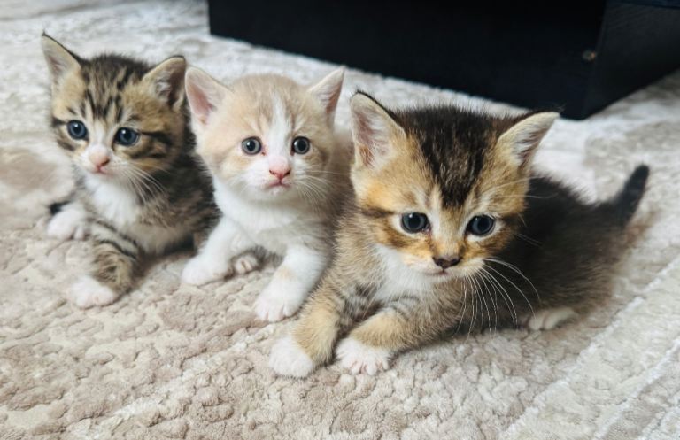 Stunning British Shorthair Kittens – Ready to go 🐾