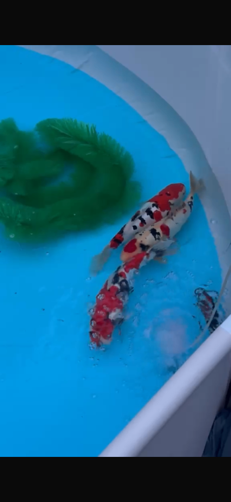Koi fry 