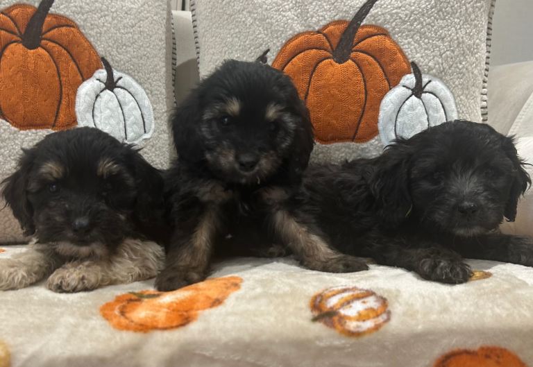 Adorable Mixed Breed Puppies Ready for  there New Homes