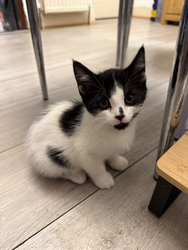 Cute Black and White Kitten Litter Trained