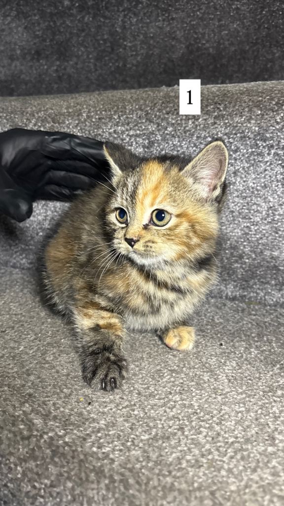Half British Shorthair Kittens