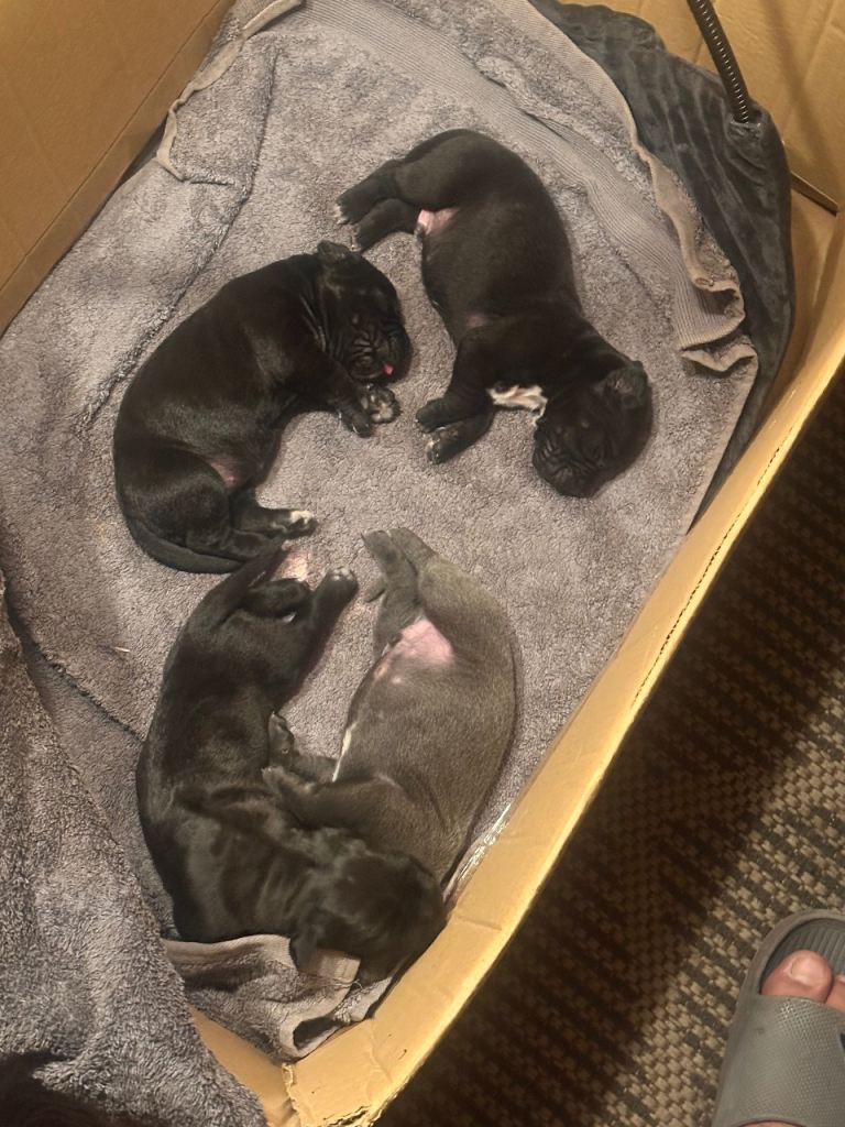 Cane corso Puppies 