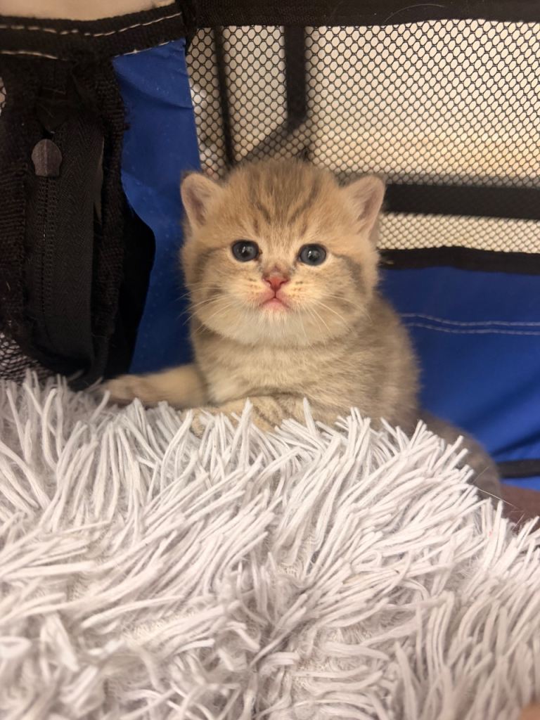 🐾 British Shorthair Kittens Looking for Loving Homes