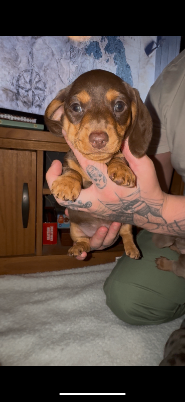 Miniature dachshund puppies