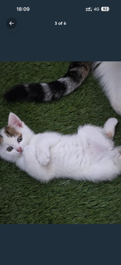 Kitten 