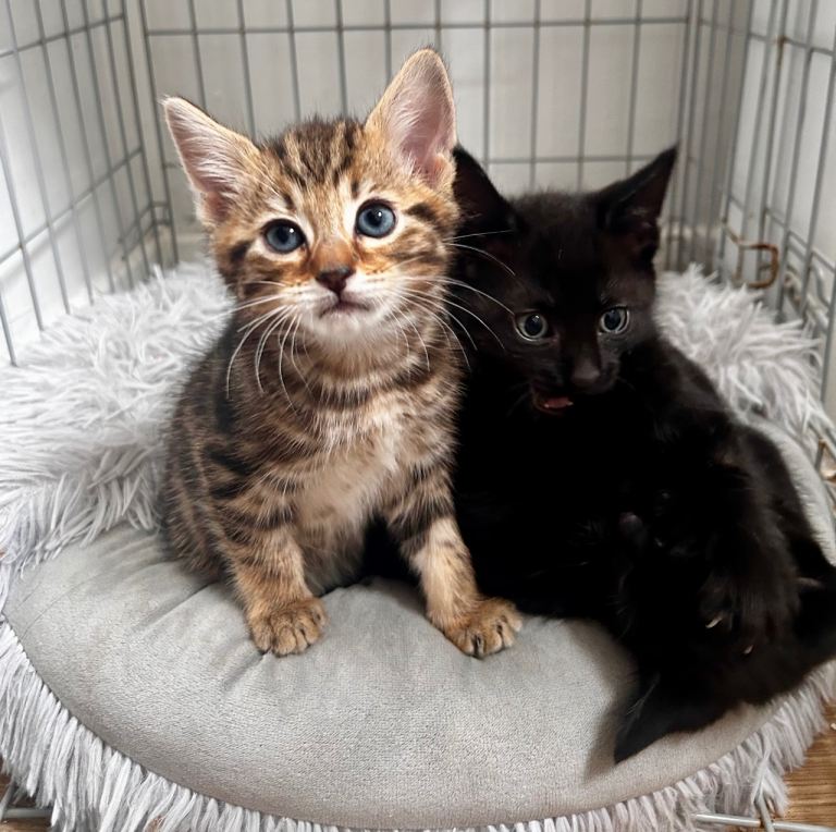 Gorgeous Ojo azule mixed kittens 
