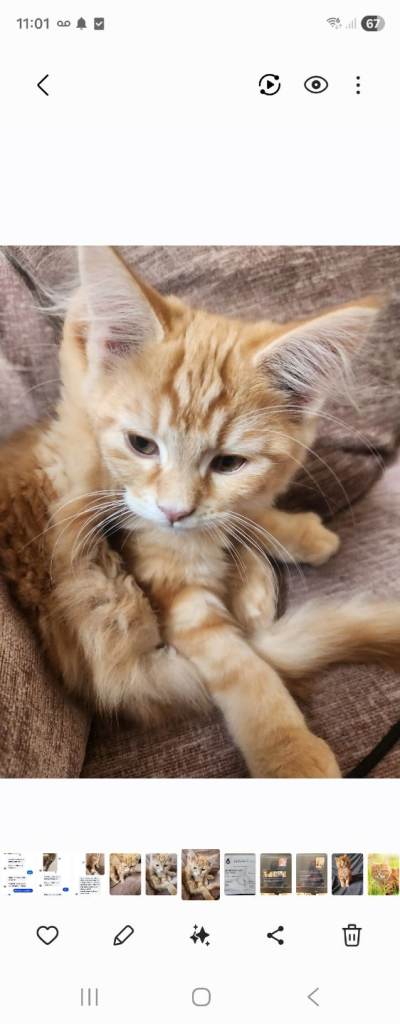 Maine coon girl