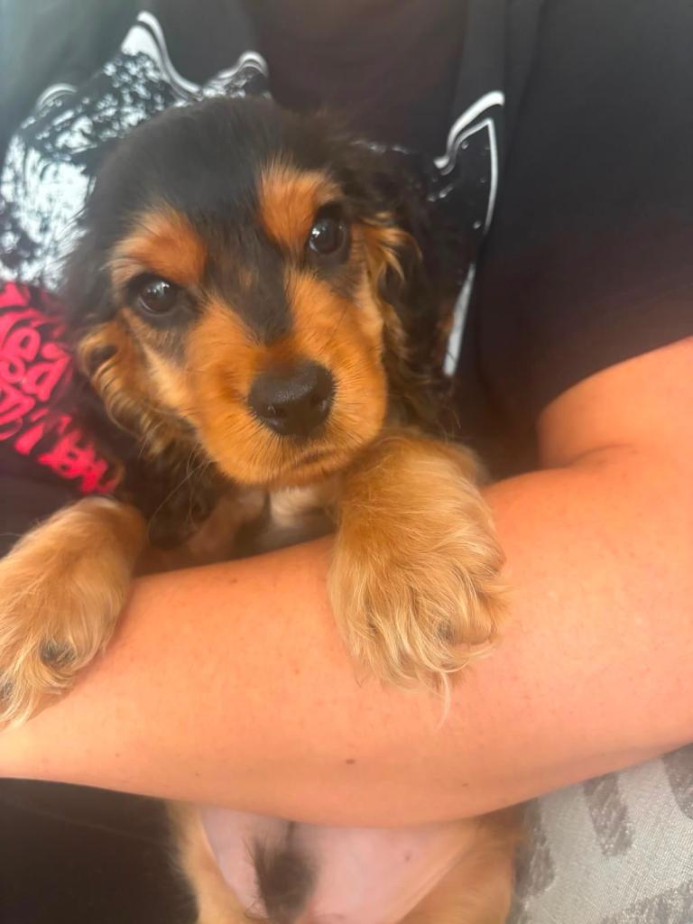 Cocker spaniel puppy. Last one ❤️