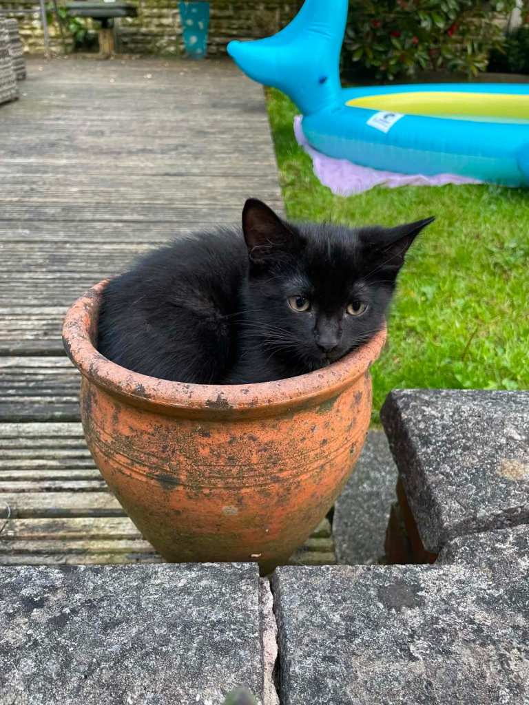 Adorable Kitten for Sale