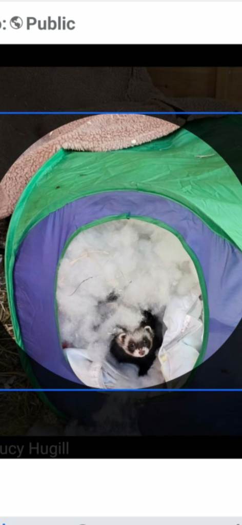 Neutered ferrets. 