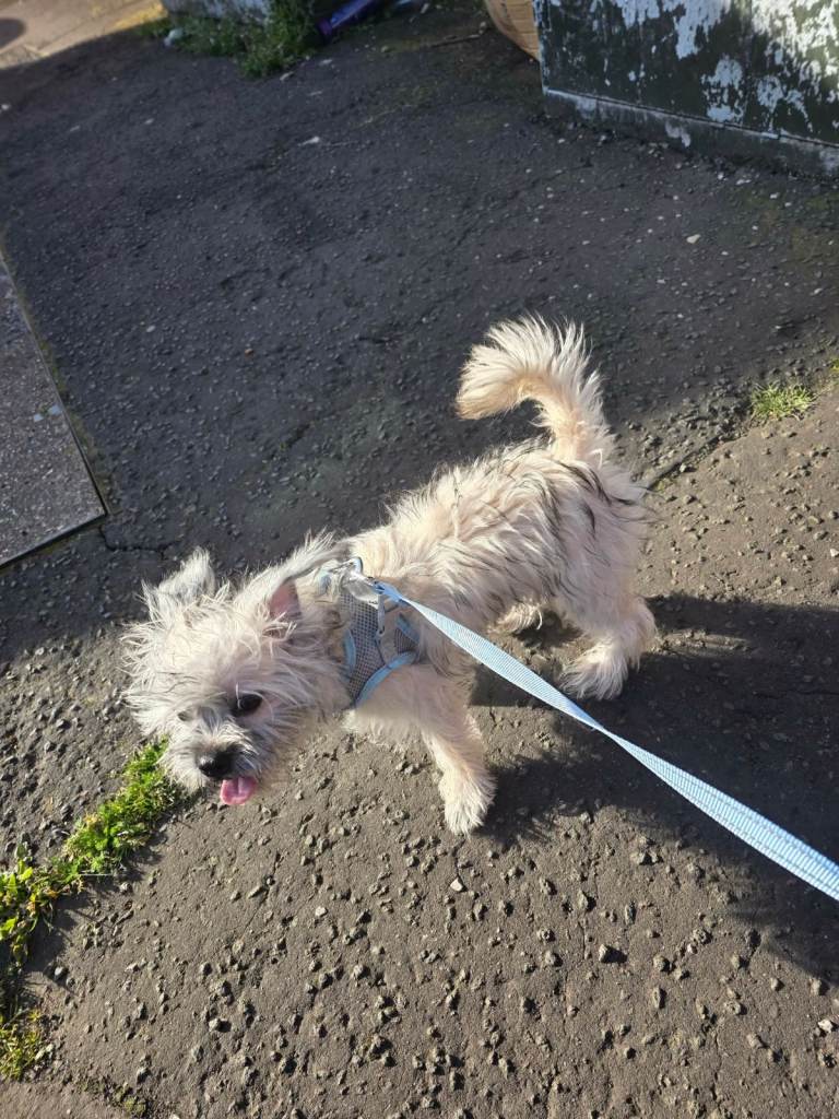 10 month old male shih tzu looking for forever home