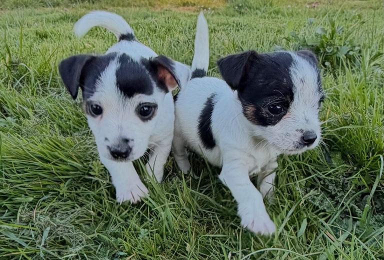 Miniature Jack Russell’s 