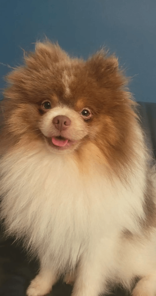 Lilac Tri male pomeranian age 1 years